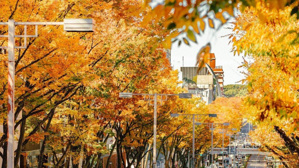 黄葉したケヤキ並木が続く表参道の大通りを見下ろした風景